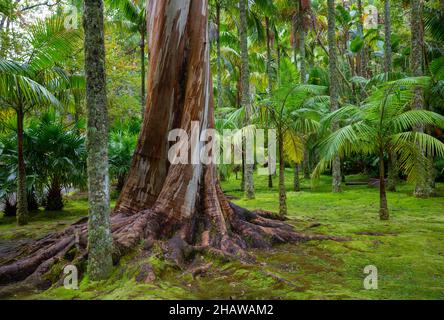 Eucalipto blu, anche Eucalipto comune, gomma blu della tasmania (globulo di eucalipto), Giardino Botanico, Terra nostra Park, Furnas, Isola di Sao Miguel Foto Stock