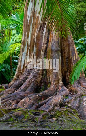 Eucalipto blu, anche Eucalipto comune, gomma blu della tasmania (globulo di eucalipto), Giardino Botanico, Terra nostra Park, Furnas, Isola di Sao Miguel Foto Stock