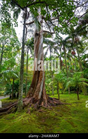 Eucalipto blu, anche Eucalipto comune, gomma blu della tasmania (globulo di eucalipto), Giardino Botanico, Terra nostra Park, Furnas, Isola di Sao Miguel Foto Stock