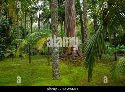 Eucalipto blu, anche Eucalipto comune, gomma blu della tasmania (globulo di eucalipto), Giardino Botanico, Terra nostra Park, Furnas, Isola di Sao Miguel Foto Stock