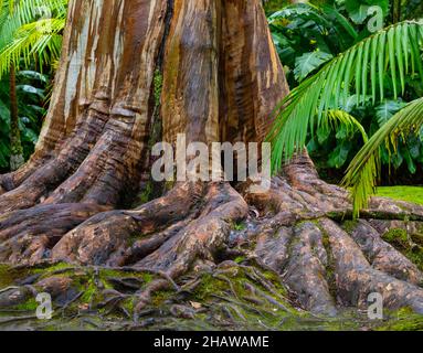 Eucalipto blu, anche Eucalipto comune, gomma blu della tasmania (globulo di eucalipto), Giardino Botanico, Terra nostra Park, Furnas, Isola di Sao Miguel Foto Stock