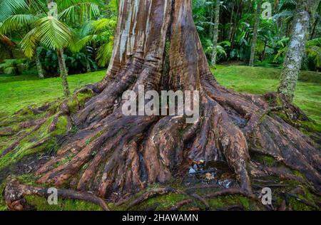 Eucalipto blu, anche Eucalipto comune, gomma blu della tasmania (globulo di eucalipto), Giardino Botanico, Terra nostra Park, Furnas, Isola di Sao Miguel Foto Stock