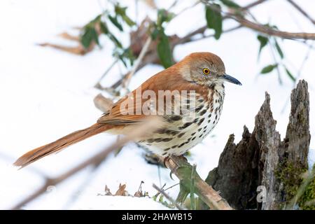 Thrasher marrone nella neve, Toxostoma rufum Foto Stock