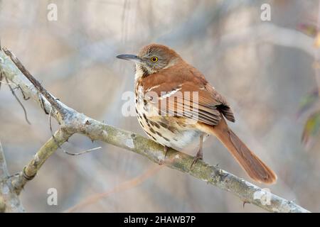 Thrasher marrone su arto, Toxostoma rufum Foto Stock