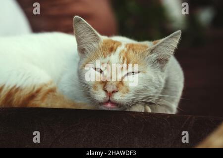 Mugla, Turchia - 5 settembre 2021: Primo piano colpo di dormire un gatto giallo e bianco. Foto Stock