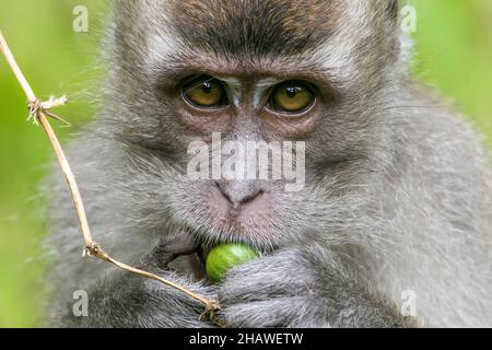 Un lungo pasto macaco coda, Bako National Park in Borneo Foto Stock