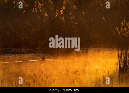 Anatre nella luce del mattino presto ai bordi delle canne-letti con una leggera nebbia sull'acqua al Ham Wall Nature Reserve, Somerset, Inghilterra, Regno Unito Foto Stock