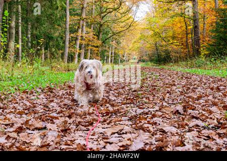 Carino terrier tibetano marrone che corre su foglie secche in campagna Foto Stock