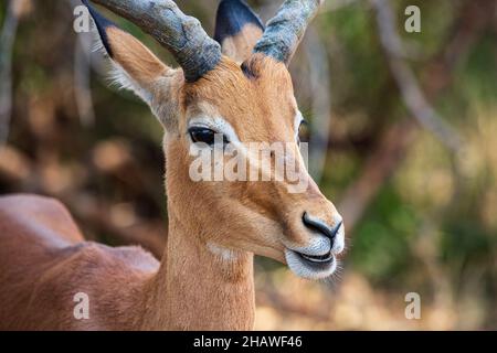 Ritratto di un maschio impala Aepyceros melampus, Parco Nazionale del Kruger del Nord, Sudafrica Foto Stock