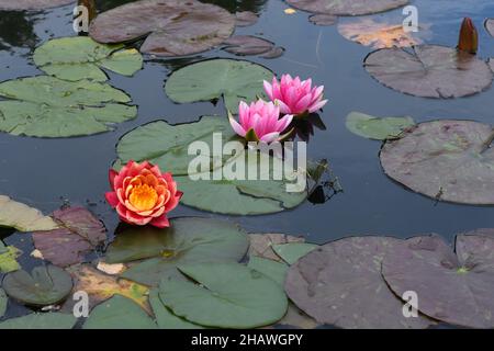 Pond Lily fioritura a Rouken Glen Park, Eastwood, East Renfrewshire, Scozia, Regno Unito Foto Stock