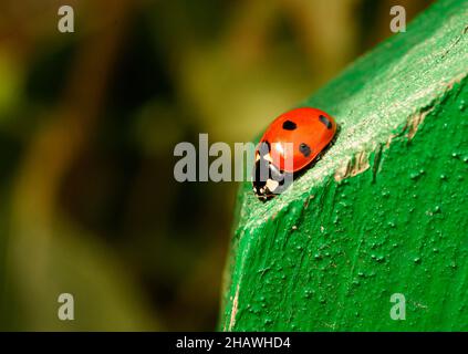 Ladybug rosso ladybird su recinto di legno verde, primo piano, insetti. Creare spazio per la copia Foto Stock