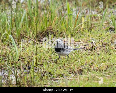 Un pied wagtail (Motacilla alba) nella riserva naturale RSPB Leighton Moss in Cumbria, Inghilterra. Foto Stock