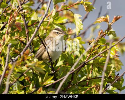 Un guerriere di cimosa (Acrocephalus schoenobaenus) nella riserva naturale della RSPB Hodbarrow in Cumbria, Inghilterra. Foto Stock