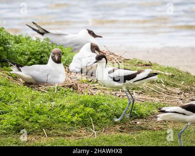 Pied avocet (Recurvirostra avosetta) nella riserva naturale RSPB Leighton Moss in Cumbria, Inghilterra. Foto Stock