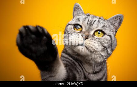 playful argento tabby britannico shorthair gatto cieco con un occhio ferito sollevare zampa su sfondo giallo Foto Stock