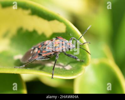 Nero e rosso seme bug Spilostethus pandurus seduto su una foglia verde Foto Stock