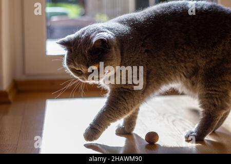 Gatto grigio giocoso britannico shorthair. Animale domestico carino. Gatto domestico al coperto Foto Stock