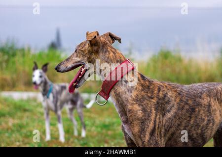 Cani in giardino. Galgo spagnolo e frusta all'aperto. Cane da purrebred Greyhound all'aperto Foto Stock