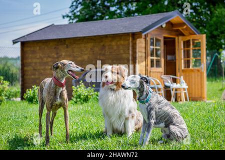 Cani in giardino. Levriero spagnolo, pastore australiano e frusta sul cortile. Animali domestici carini all'aperto Foto Stock