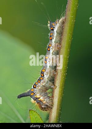 Primo piano dettagliato di Gray Dagger Moth caterpillar (Acronicta psi) una larva pelosa con strisce color crema distintive e macchie arancioni Cumbria, Inghilterra, Regno Unito Foto Stock