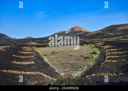 Una zona viticola a Lanzarote in inverno. Sullo sfondo il vulcano Montana Guardilama. Isole Canarie, Spagna. Foto Stock