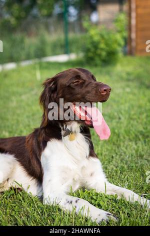 Piccolo cane Munsterlander. Carino animale domestico in giardino. Cane purebred all'aperto Foto Stock