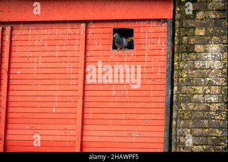Piccione ferale (Columba livia domestica) nidificato in un negozio disutilizzato con persiane e un foro tagliato per i piccioni per entrare e uscire Foto Stock