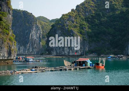 Villaggio galleggiante di pescatori sulla baia di ha Long, Vietnam settentrionale nel Golfo di Tonkin. Le persone praticano l'acquacoltura (allevamento del pesce) e la pesca tradizionale. Foto Stock