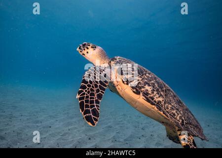 Seascape con la tartaruga marina di Hawksbill nelle acque poco profonde della barriera corallina del Mar dei Caraibi, Curacao Foto Stock