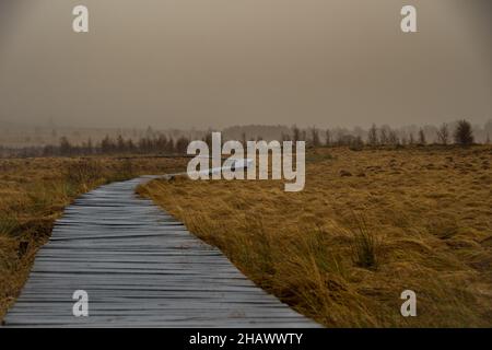 Passerelle in legno conducono attraverso la brughiera nella riserva naturale 'High Fens' in Belgio Foto Stock