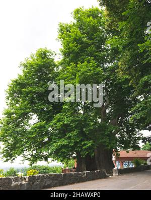 Aeroplano gigante albero di 900 anni a Telavi con femmina turista in piedi vicino Foto Stock