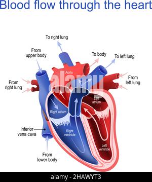 Circolazione del sangue attraverso il cuore. Sezione trasversale del cuore umano. Le frecce mostrano la direzione del flusso sanguigno. Parti principali del cuore. Vettore Illustrazione Vettoriale