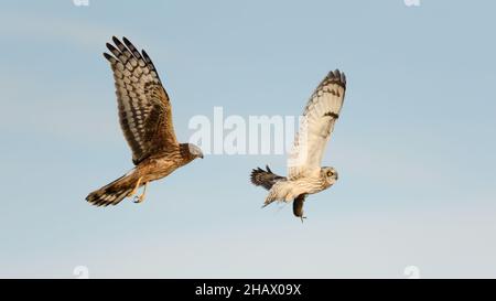 Un gufo con le orecchie corte sta trasportando una volata mentre vola. Un Harrier settentrionale sta inseguendo l'uccello.. Le loro ali si sfioppano contro un cielo blu pastello Foto Stock
