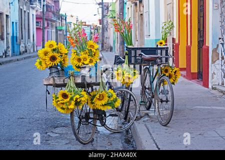 Tre biciclette / biciclette di venditori ambulanti che vendono girasoli e altri fiori colorati nel centro storico della città Camagüey sull'isola Cuba Foto Stock