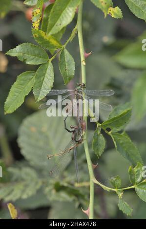 Willow Emerald Damselfly (Chalcolestes viridis) accoppiamento coppia su ramo di rosa cane in estate - Vaucluse Provenza Francia Foto Stock