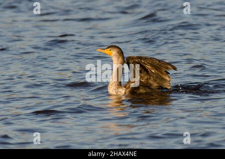 Cormorano a doppio crestio, Phalacrocorax auritus, in volo Foto Stock