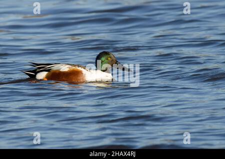 Shoveler settentrionale, spatola clypeata, maschio Foto Stock