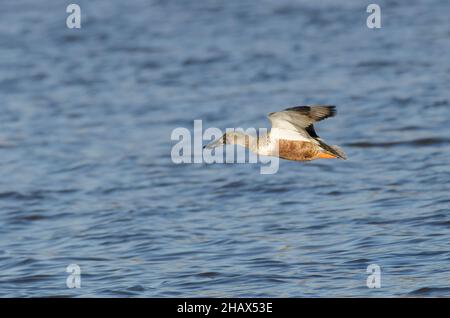 Shoveler settentrionale, spatola clypeata, maschio immaturo in volo Foto Stock