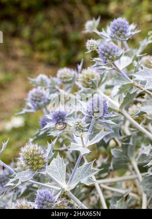 Sea Holly, Eryngium maritimum, dune di Kenfig, Galles, Regno Unito Foto Stock