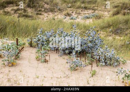 Sea Holly, Eryngium maritimum, dune di Kenfig, Galles, Regno Unito Foto Stock