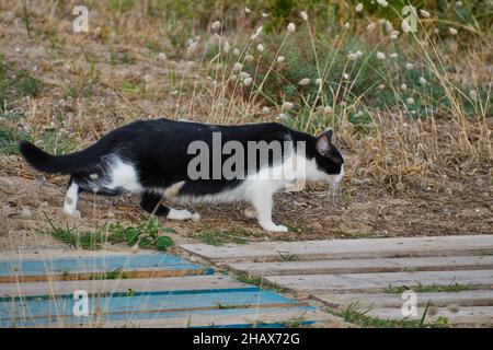 Gatto bianco e nero carino che cammina attraverso l'erba fuori Foto Stock
