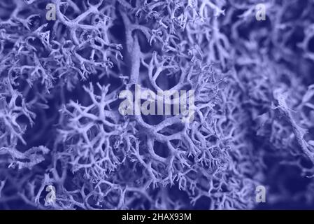 Primo piano bello sphagnum textured muss sfondo. Foto Stock