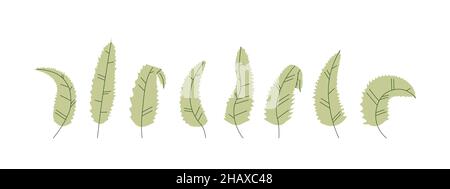 Set di foglie verdi di pianta decorativa cartoon o albero. Lamina lunga con bordi irregolari. Vettore isolato su sfondo bianco per la progettazione. Illustrazione Vettoriale