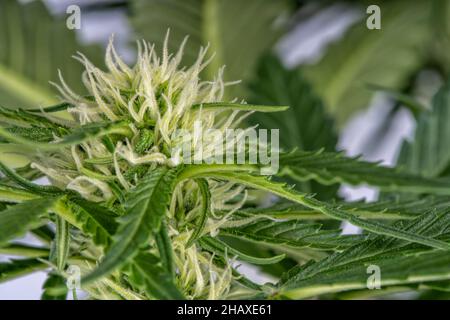 Macro dettaglio del processo di fioritura di una pianta di cannabis Big Bud su bianco Foto Stock