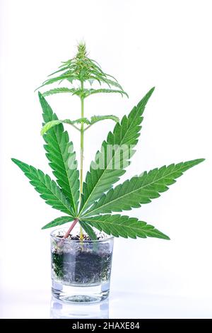 Una piccola pianta di cannabis cresce in un piccolo vaso di vetro con una grande foglia di fronte isolata su sfondo bianco Foto Stock