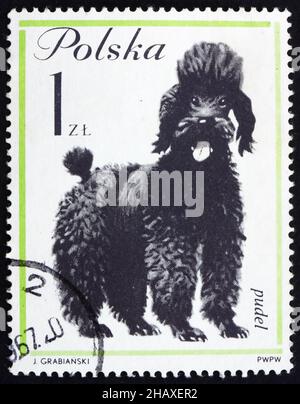 POLONIA - CIRCA 1963: Un francobollo stampato in Polonia mostra Poodle, cane, circa 1963 Foto Stock