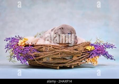 Blue merle tan Puppy cane Bulldog francese in nido d'animale decorato con fiori Foto Stock