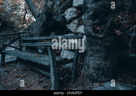 Panca di legno sotto un tronco di albero Foto Stock