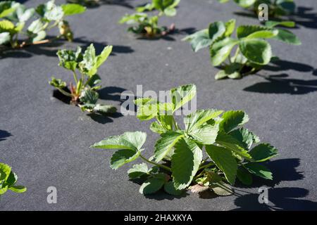 Il letto con fragole è coperto da un panno nero. Foto di alta qualità Foto Stock