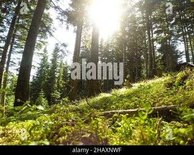 Albero soleggiato della foresta, angolo basso ampio foto alberi soleggiati della foresta con erba sul terreno, fogliame, idea di concetto di natura. Foto Stock